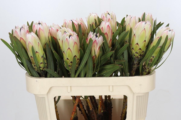 <h4>Protea White Night</h4>