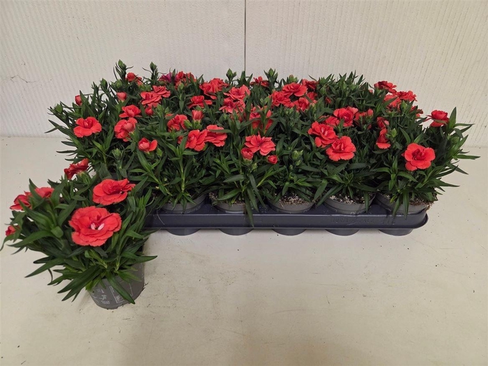 arr8 Dian Osc Orange Peach