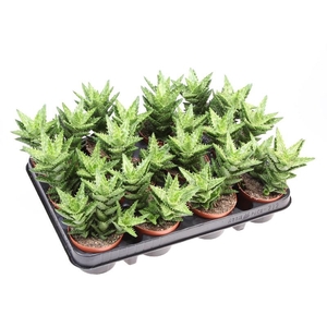 Aloe Squarrosa AL8008