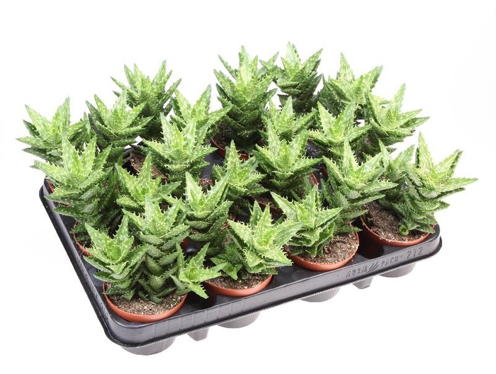 <h4>Aloe Squarrosa AL8008</h4>