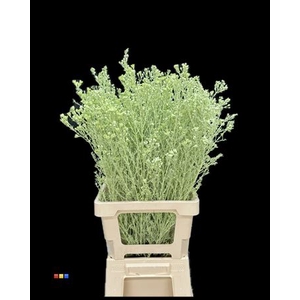 Waxflower Mint