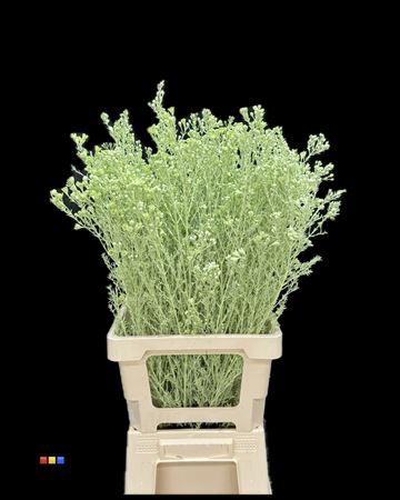 <h4>Waxflower Mint</h4>