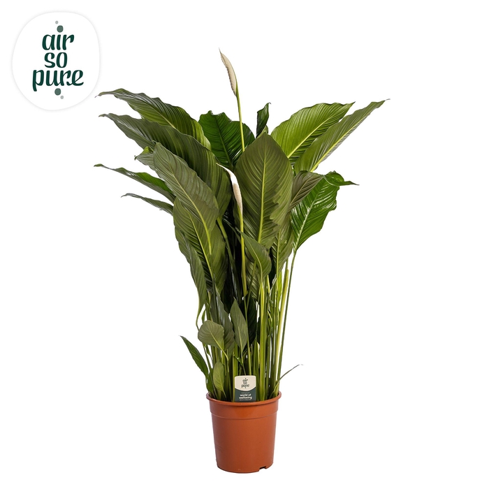 <h4>Spathiphyllum 'Sweet Sebastiano' ASP</h4>