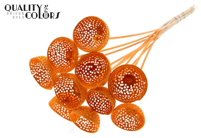 Bell Cup Jali on stem Intense Orange