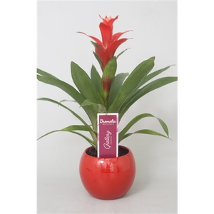 Guzmania Rouche in rode bolpot