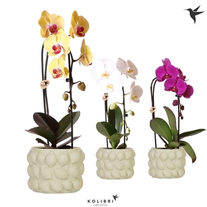 Kolibri Orchids Phalaenopsis Cascade Niagara Fall mix 1 spike in Citrus pot green