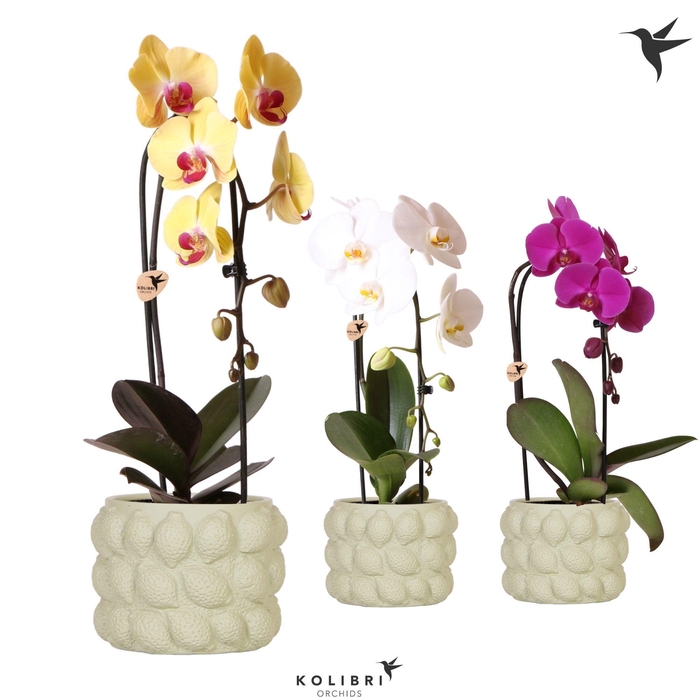 <h4>Kolibri Orchids Phalaenopsis Cascade Niagara Fall mix 1 spike in Citrus pot green</h4>