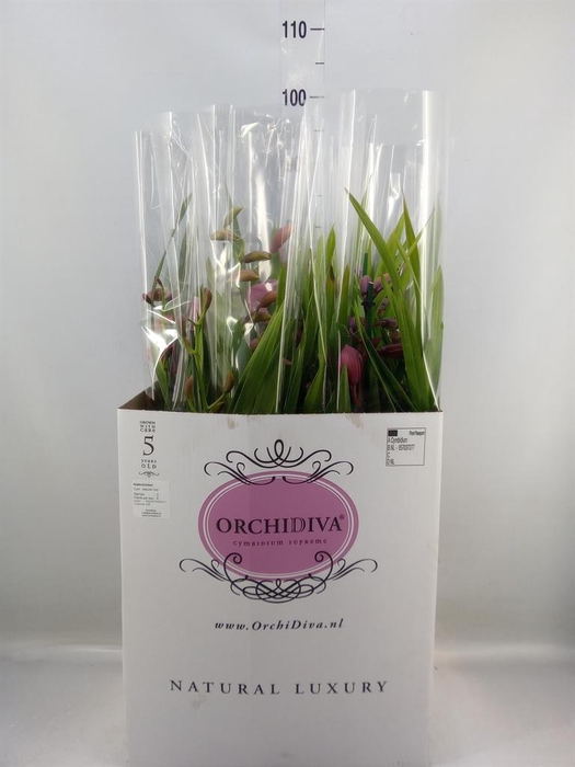 <h4>Cymbidium   ...mix</h4>