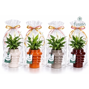 Keramiek pot met Spathiphyllum