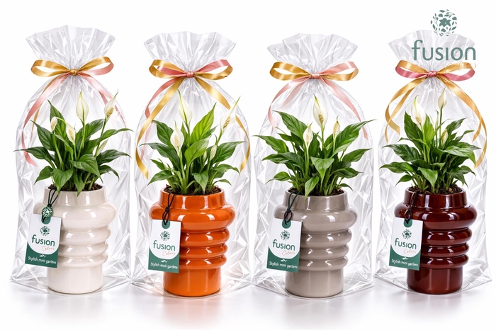 <h4>Keramiek pot met Spathiphyllum</h4>