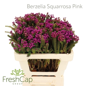 Berzelia Squarrosa Pink
