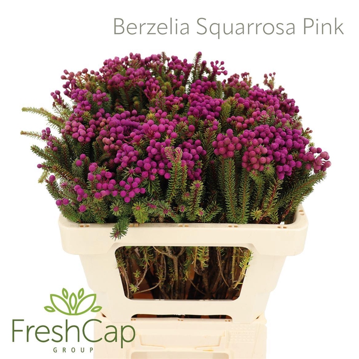 <h4>Berzelia Squarrosa Pink</h4>