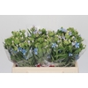 Oxypetalum Tweedia Blue