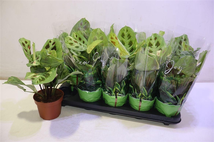 <h4>arr8 Maranta Fiesta</h4>