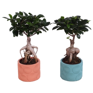 Ficus m. Ginseng Ball Shape Ø09cm in Ø11cm Ceramic EV464