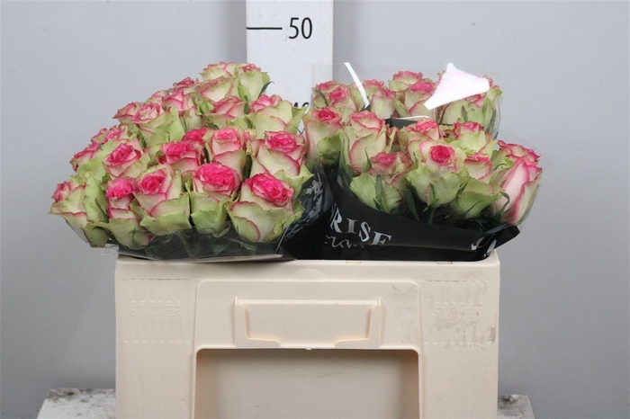 <h4>R Gr Monique</h4>