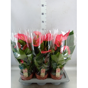Anthurium andr. 'California'