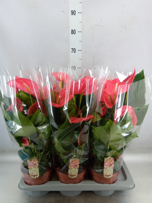 <h4>Anthurium andr. 'California'</h4>