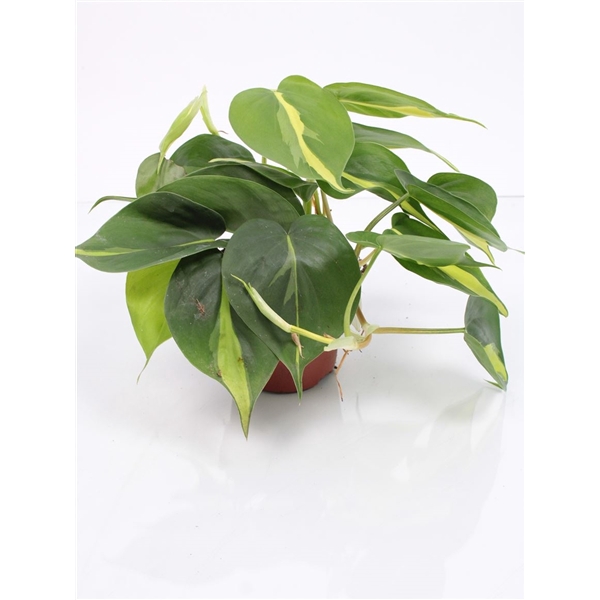 <h4>Philodendron Brasil</h4>