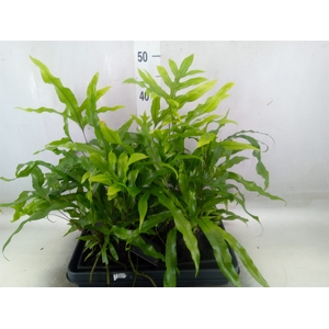 Arr.   Kamerplant Groen H%
