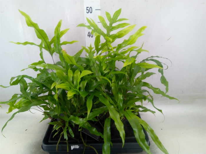 <h4>Arr.   Kamerplant Groen H%</h4>