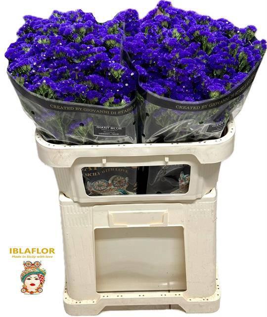 <h4>Lim S Gia Blu Bird</h4>