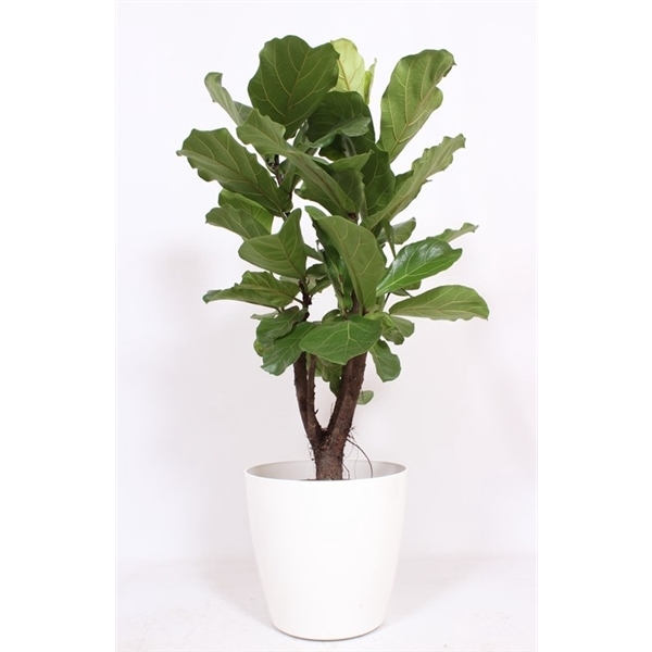 <h4>Ficus Lyrata' in San Remo "wit"</h4>