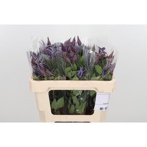 Clem Di Bl Pirouette