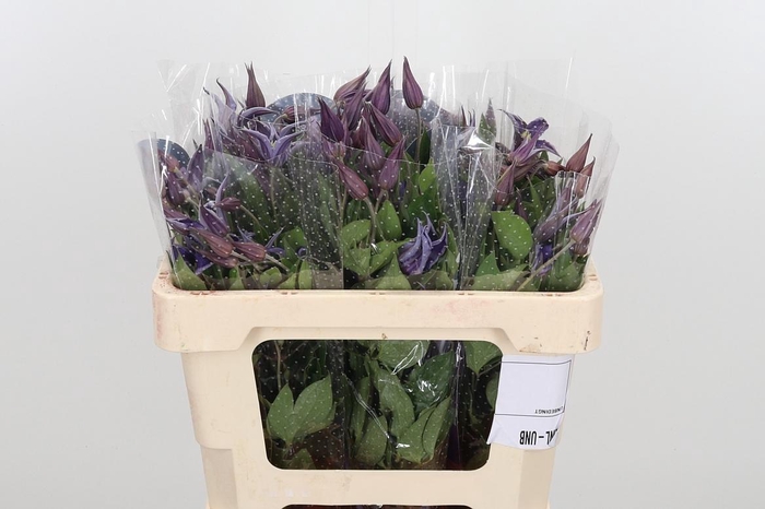 <h4>Clem Di Bl Pirouette</h4>