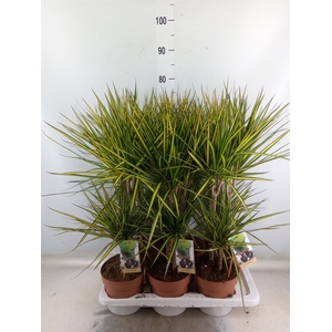 Dracaena marg. 'Sunray'