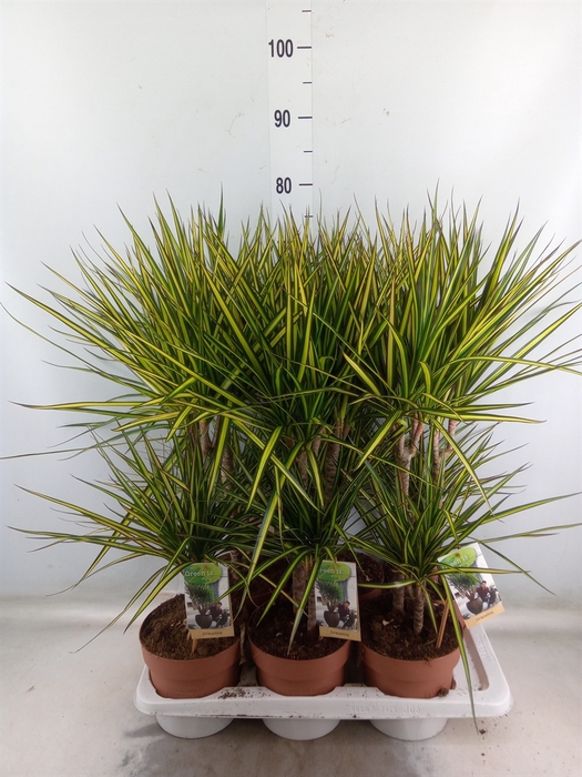 <h4>Dracaena marg. 'Sunray'</h4>