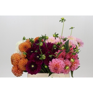 Dahlia Gemengd in fust