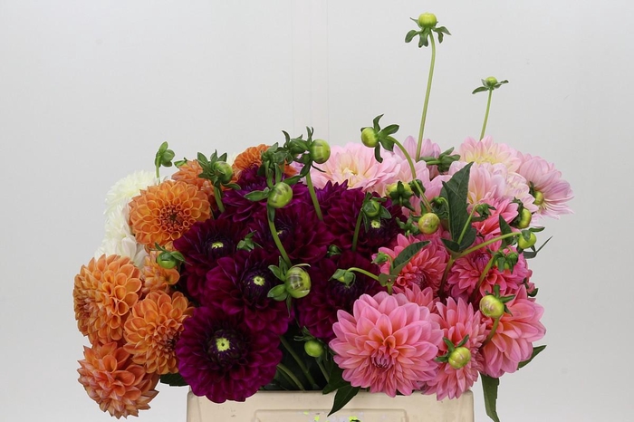 <h4>Dahlia Gemengd in fust</h4>