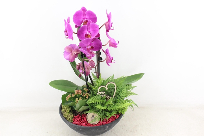 <h4>arr2 PL - Ebbischaal x2 phal. lila</h4>