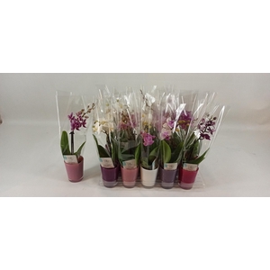 PHAL MINI