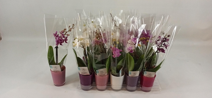 <h4>PHAL MINI</h4>