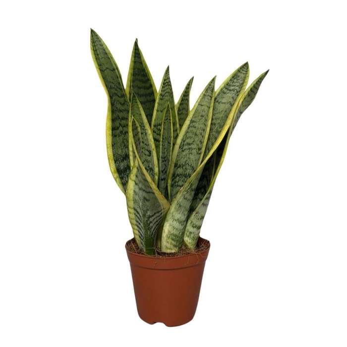 <h4>Sansevieria Laurentii</h4>
