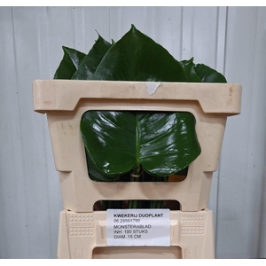 MONSTERA BLAD 15cm Ø