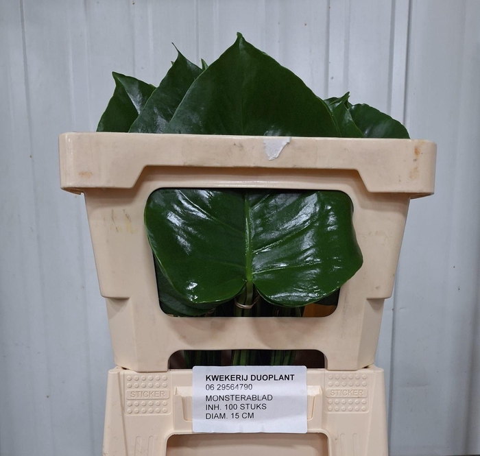 <h4>MONSTERA BLAD 15cm Ø</h4>