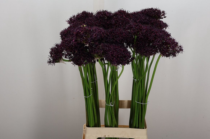 <h4>Allium Atropurpureum</h4>