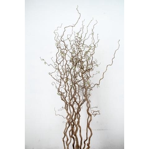 CORYL AV CONTORTA 2 JARIG 200CM