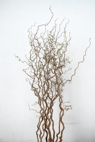 <h4>CORYL AV CONTORTA 2 JARIG 200CM</h4>