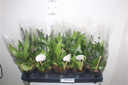 <h4>Platyc Bifurcatum</h4>