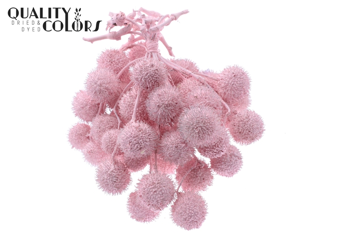 Small ball per bunch in poly Covered Light Pink