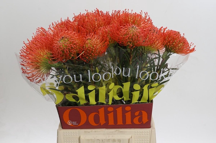 <h4>Nutans Succession</h4>