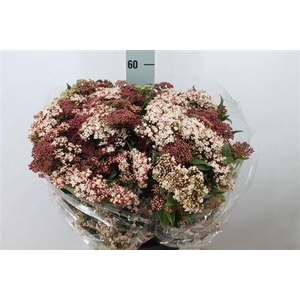 Viburnum Macro Valery Bloei 400 Gram