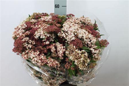 <h4>Viburnum Macro Valery Bloei 400 Gram</h4>