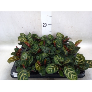 Calathea makoyana