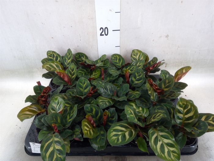 <h4>Calathea makoyana</h4>
