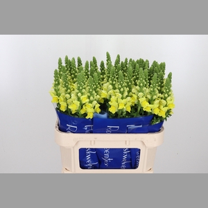 Antirrhinum Po Yellow
